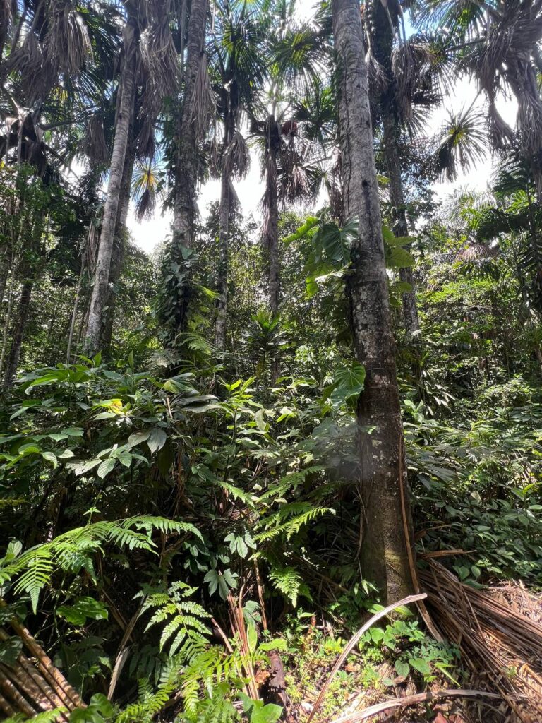 Inca Shipiba Ayahuasca 7